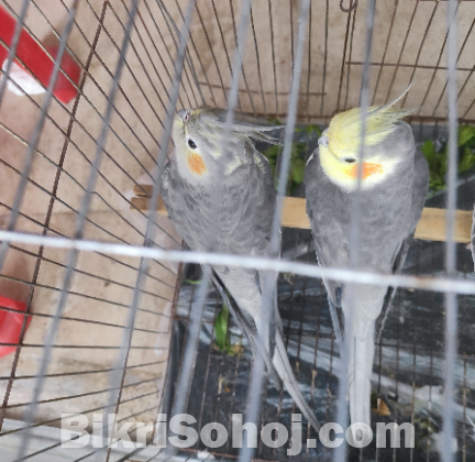 Cocktiel running pair